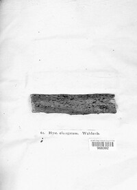 Hysterographium fraxini image